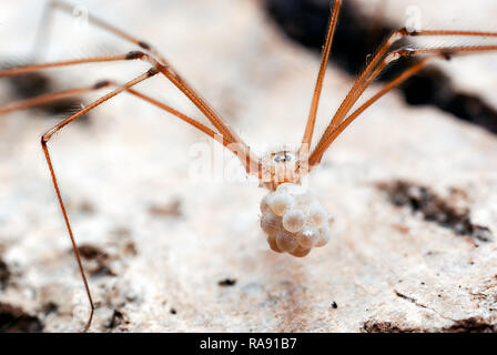 Una immagine della cantina spider (Pholcus phalangioides) che trasportano le uova nel suo ganasce troppo un posto più sicuro dopo essere disturbato dal nostro capannone all'aperto. Foto Stock