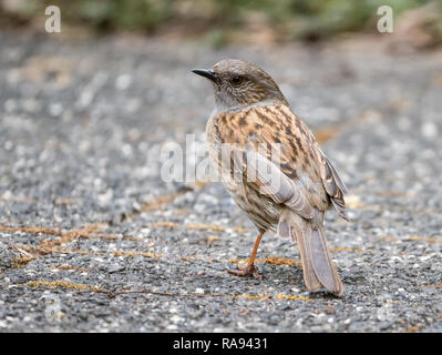 Adulto dunnock o hedge accentor, Prunella modularis, vista posteriore in piedi sul pavimento in giardino Foto Stock