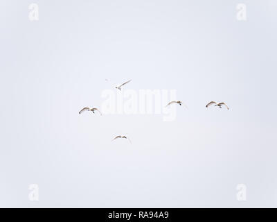 Il gruppo di cinque Eurasian o bianco comune spatole, Platalea leucorodia, in volo contro il cielo bianco, Paesi Bassi Foto Stock