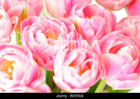 Tulip fiori in sfumature di rosa contro il bianco, nostalgico sfondo a molla modello per fioristi o biglietti di auguri Foto Stock