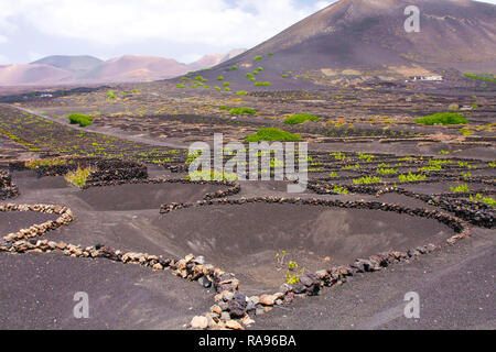 Vigneti in agriturismo tra paesaggio vulcanico sul isola di Lanzarote, Spagna. Foto Stock