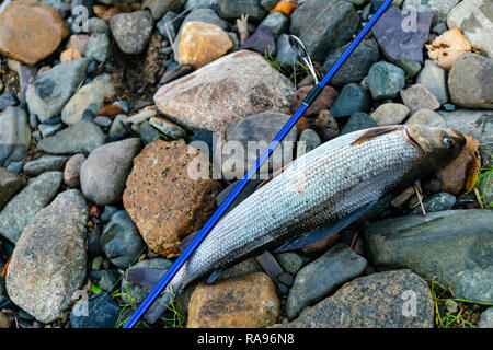 Temolo catturato fly fishing tackle. Il pescatore rilasciando un arctic grayling. Temolo pesce catturato sul filatore dal pescatore. La pesca del nord. Successfu Foto Stock