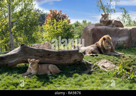 Captive leoni africani (Panthera leo) leone orgoglio con maschi e leonesse in appoggio in zoo / animal park / Giardino zoologico Foto Stock