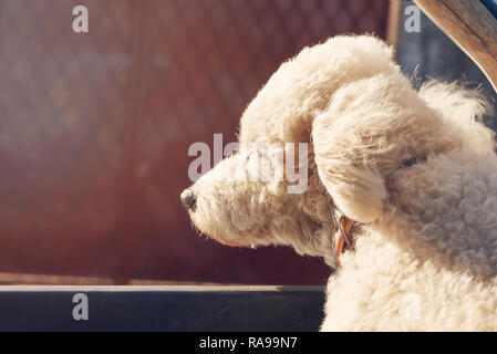 Bianco cane barboncino guardando fuori dalla finestra auto sulla giornata di sole Foto Stock