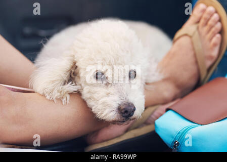 Ritratto di carino bianco cane barboncino posa sulla ragazza gambe Foto Stock