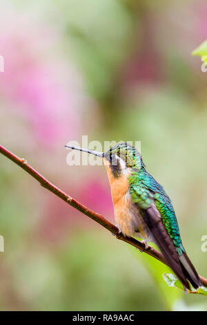 Femmina viola-throated mountain-gem hummingbird in Costa Rican rainforest Foto Stock