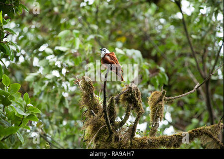 Gli uccelli del Costa Rica Foto Stock