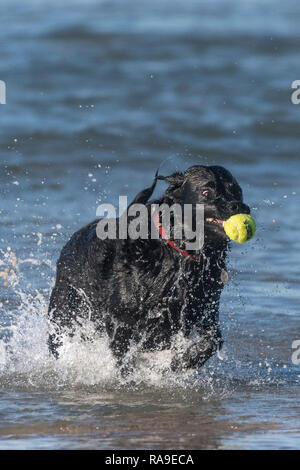 Un nero Labrador cane recupero di una palla da tennis in mare. Foto Stock