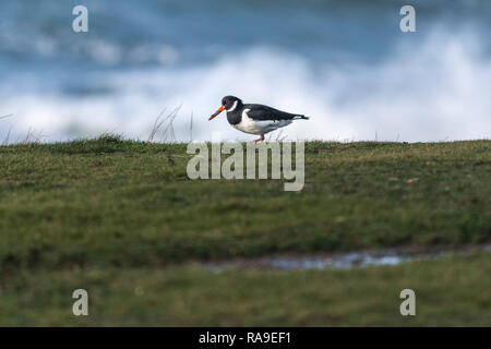 Un Pied Oystercatcher Haematopus longirostris alimentare sulla costa. Foto Stock