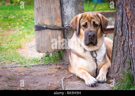 Big red dog razza Alabai risiede nel giardino vicino ad un albero fissato con una catena. Foto Stock