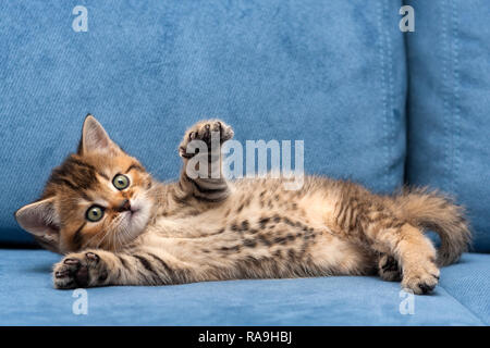 Marrone affascinante British piccolo gatto sdraiato su un divano blu con una zampa anteriore fino, macchiato la pancia di un piccolo gattino. Foto Stock