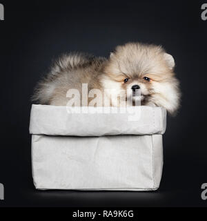 Carino baby cucciolo di Pomerania lato permanente modi in grigio sacchetto di carta, guardando oltre il bordo con il nero lucido gli occhi. Isolato su sfondo nero. Foto Stock