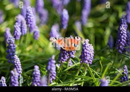 Farfalla pavone poggiante su un uva impianto giacinto Foto Stock