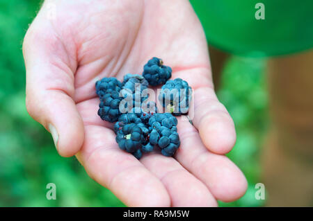 Bacche di colore blu sul palm, more in mano Foto Stock