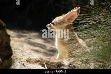 Fennec fox siiting su il sole nella sabbia Foto Stock