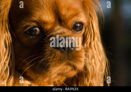 Un primo piano immagine del volto di un Cavalier King Charles Spaniel cane nell'impostazione della luce del sole Foto Stock