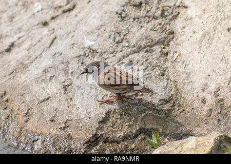 Dunnock bird arroccato su una parete di roccia Foto Stock