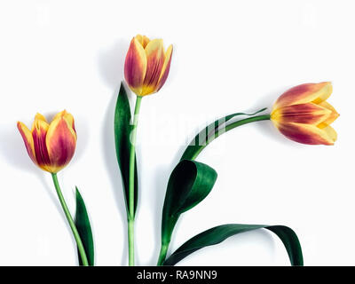 Tre set di tulipani contro uno sfondo bianco Foto Stock