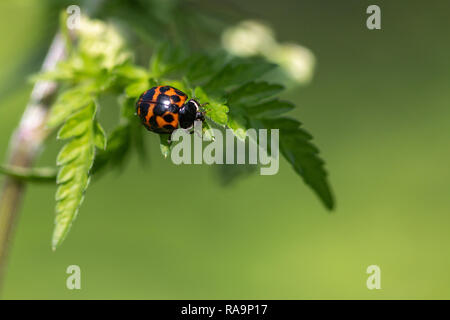 Harlequin lady bird su una foglia Foto Stock