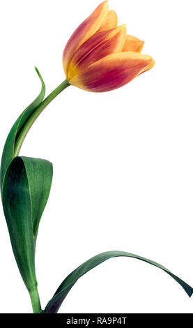 Single tulip flower set contro uno sfondo bianco Foto Stock