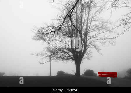Nebbia in salita oltre il tranquillo parco con red solitaria banco vuoto. Alberi oscurata dalla nebbia. Misty Parco in autunno. Panche sotto alberi ad alto fusto e nebbia. Foto Stock
