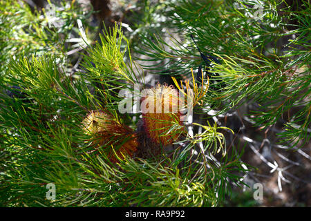 Banksia spinulosa var cunninghamii,Banksia cunninghamii,Forcina Banksia,arancione,golden,fiore,fiori,fioritura,arbusto,arbusti,giardino,RM Floral Foto Stock