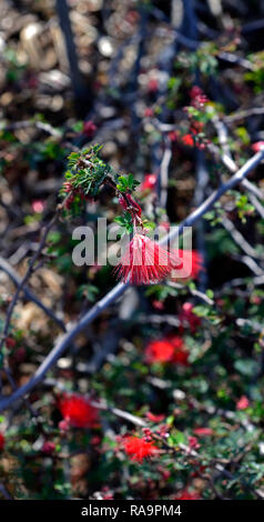 Calliandra californica,Baja fairy duster,fiori rossi,fiore,fioritura,arbusto,arbusti,RM Floral Foto Stock