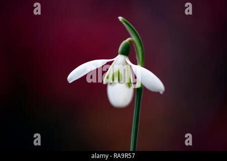 Galanthus Reginae olgae-Eleni x Ann Marie Kee,snowdrop,fiore,all'inizio,snowdrop,bianco,fiori,fiore,lampadine,snowdrops,Molla,fioritura,collezionisti,raro,gal Foto Stock