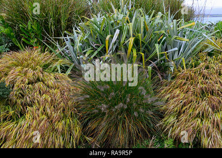 Astelia chathamica lancia d'argento,Pennisetum alopecuroides,hakonechloa macra aureola,l'erba,erbe,fogliame,foglie,mix,miscelati,bed,confine,display,RM Floral Foto Stock