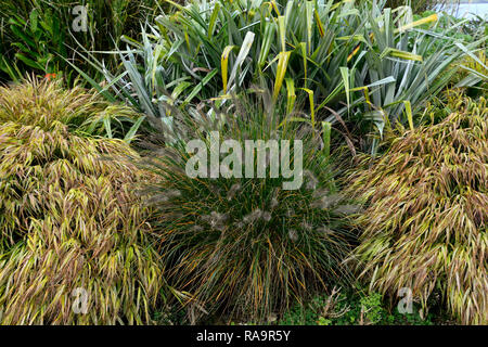 Astelia chathamica lancia d'argento,Pennisetum alopecuroides,hakonechloa macra aureola,l'erba,erbe,fogliame,foglie,mix,miscelati,bed,confine,display,RM Floral Foto Stock