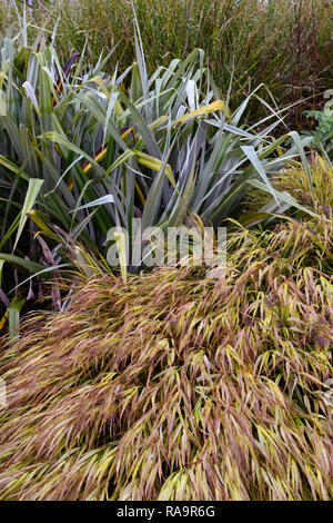 Astelia chathamica lancia d'argento,Pennisetum alopecuroides,hakonechloa macra aureola,l'erba,erbe,fogliame,foglie,mix,miscelati,bed,confine,display,RM Floral Foto Stock