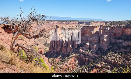 Albero appassito presso la Colorado National Monument Park, il fuoco selettivo, Colorado, Stati Uniti d'America. Foto Stock