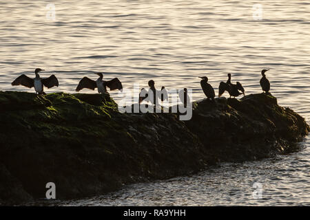 Una colonia di Cormorani asciugare le loro ali su una roccia nel Firth of Forth vicino a Dysart, Fife. Foto Stock