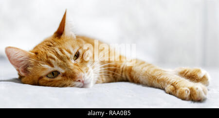 Closeup ritratto di zenzero Gatto sdraiato su un letto che allunga la zampata e guardando attentamente a parte. Messa a fuoco poco profonde e sfondo sfocato. Copyspace. Foto Stock