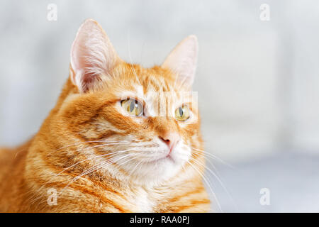 Closeup ritratto di un gatto rosso su un livello di grigio sfondo sfocato. Messa a fuoco poco profonde. Foto Stock