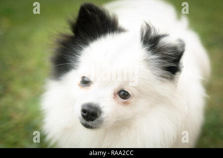 Bianco e nero cane di Pomerania Foto Stock