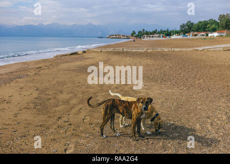 Calma non grande razza cani giocando a estiva soleggiata spiaggia sabbiosa. La Turchia. Orizzontale fotografia a colori. Foto Stock
