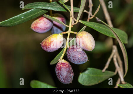Vista ravvicinata Olea europaea, olivicoltura europea, olive, frutta, albero, Catalogna, Spagna Foto Stock
