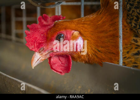 Pollo domestico strato nella casa colonica Foto Stock