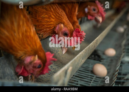 Pollo domestico strato nella casa colonica Foto Stock