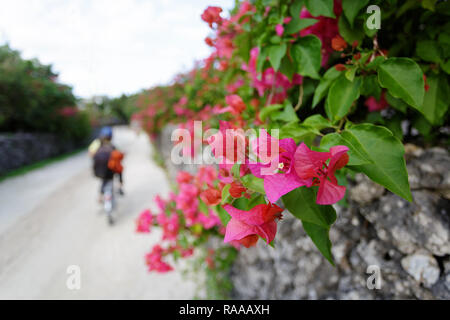 Madre e figlio di esplorare il villaggio tradizionale di Isola di Taketomi mentre in bicicletta sulle strade ricoperte di hibiscus island a Okinawa, Giappone Foto Stock