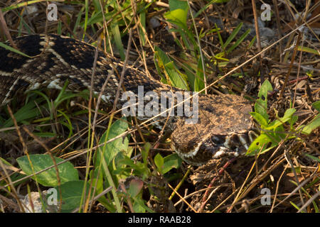 Eastern diamondback rattlesnake (Crotalus adamanteus), Everglades National Park, Florida Foto Stock