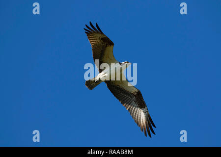 Falco pescatore (Pandion haliaetus), Everglades National Park, Florida Foto Stock