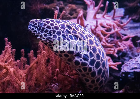 Primo piano di un legare moray eel intrufolarsi fuori dal suo nascondiglio, un buffo pesce tropicale dell'oceano pacifico Foto Stock