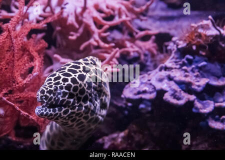 Funny nido moray eel intrufolarsi fuori dal suo nascondiglio, un pesce tropicale dell'oceano pacifico Foto Stock