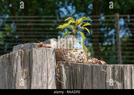 Una vista ravvicinata di una pianta piccola o la crescita di erbaccia fuori della parte superiore di un ceppo di albero con erba secca che coprono le radici Foto Stock