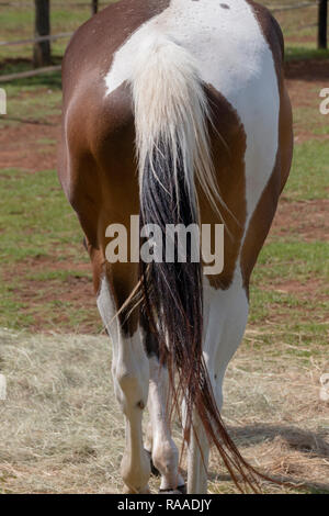 Una vista ravvicinata della parte posteriore di un marrone un cavallo bianco in un campo esterno di mangiare il fieno Foto Stock