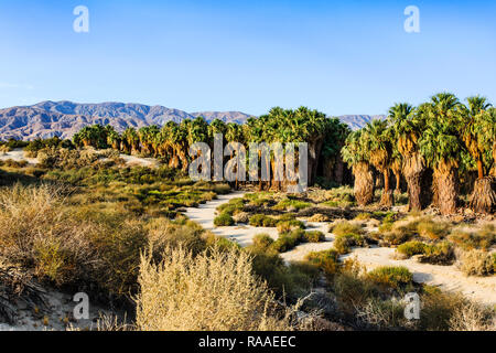 Le palme a Coachella Valley preservare Foto Stock