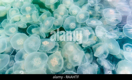 Blooming luna meduse, Aurelia aurita, Stagno isola nella baia di Kelp, Baranof Island, a sud-est di Alaska, Stati Uniti d'America. Foto Stock