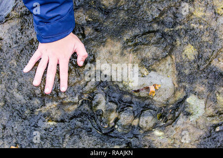 Adulto di orso bruno Ursus arctos paw print nel fango a Chichagof Island, a sud-est di Alaska, Stati Uniti d'America. Foto Stock